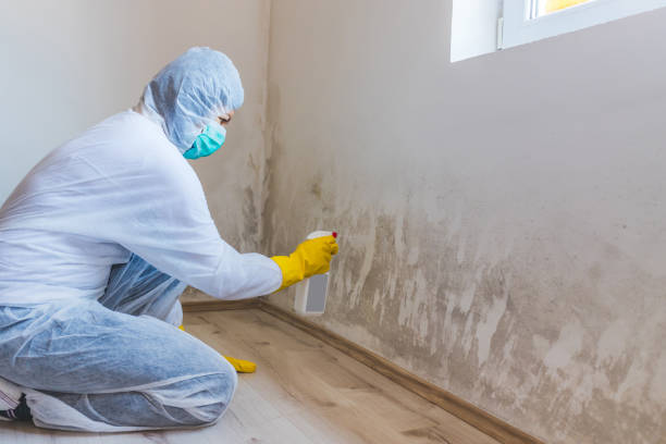 Licensed Black Mold Removal service in Elizabethtown, NC - WQB Mold Removal