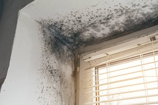 Affordable Black Mold Removal solutions in Elizabethtown, NC